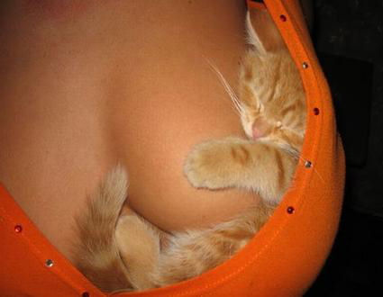 cat_sleep_boob.jpg